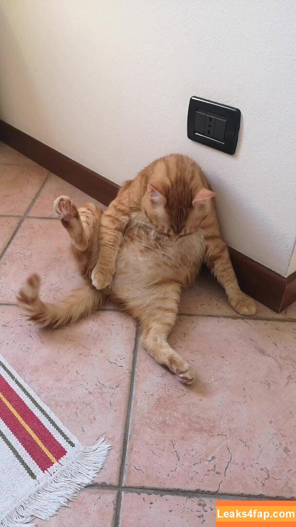 Autumn Falls / autumnfalls / autumnxfalls / autumnxfallsx слитое фото фото #0160