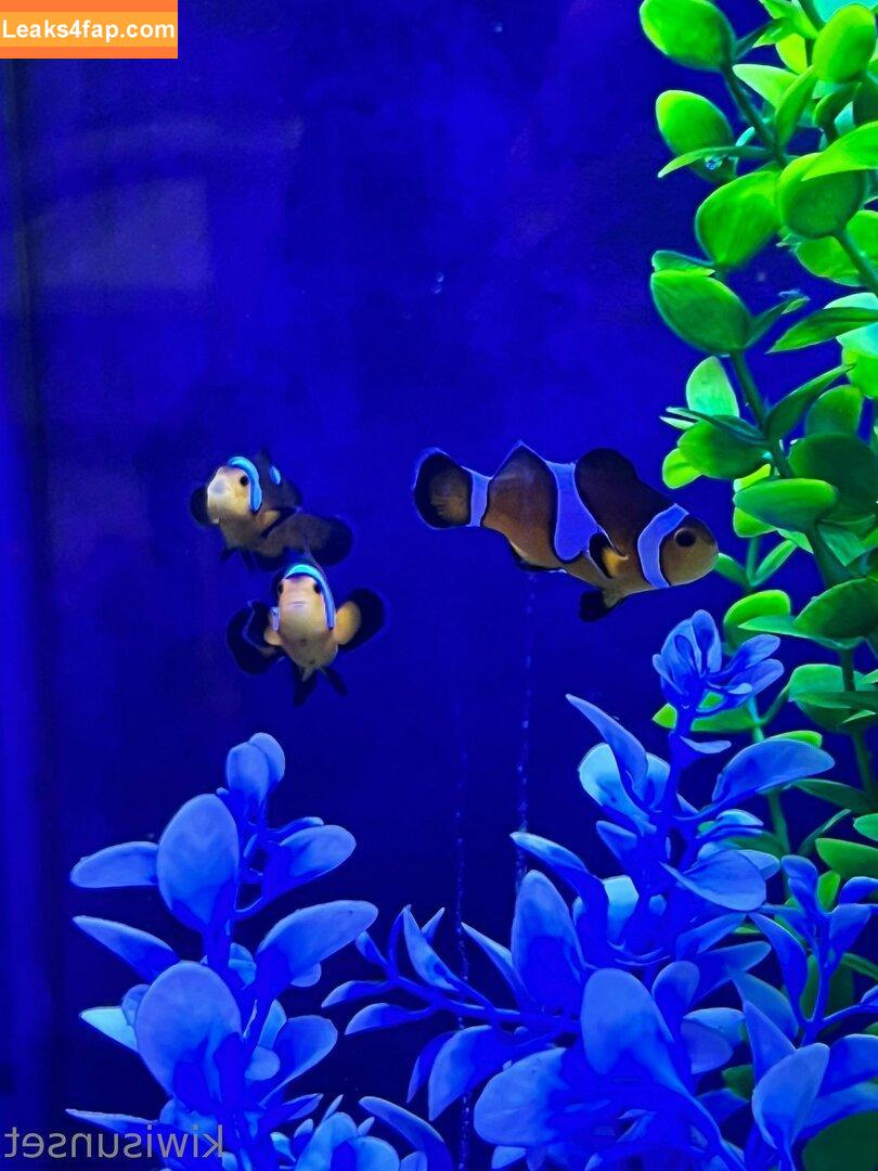 Kiwi Sunset / Snapchat / kiwi_sunset / kiwiisunset / kiwisunset leaked photo photo #0284