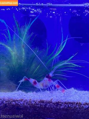 Kiwi Sunset photo #0280