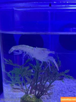 Kiwi Sunset photo #0281