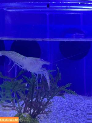 Kiwi Sunset photo #0285