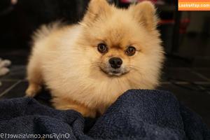 siswet19 photo #0432