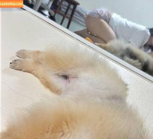 Heeheemoon photo #0084