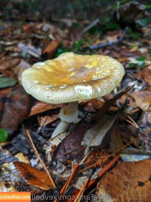 Xev Bellringer фото #0541