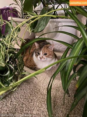 bellecreed фото #0156