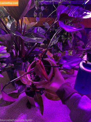 bellecreed фото #0173