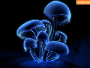 Cique_Black photo #0006