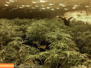 danceincannabis photo #0044