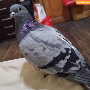 firefliesirl photo #0222