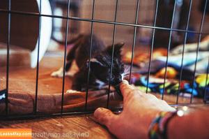 fosterkittendad photo #0044