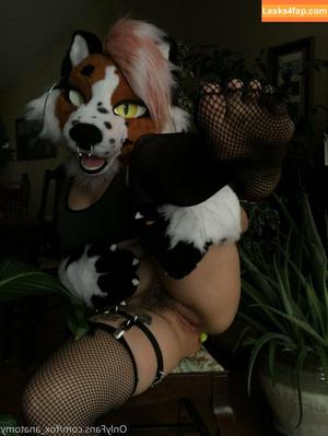 fox_anatomy photo #0113