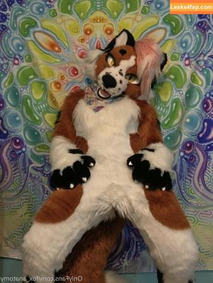 fox_anatomy photo #0213
