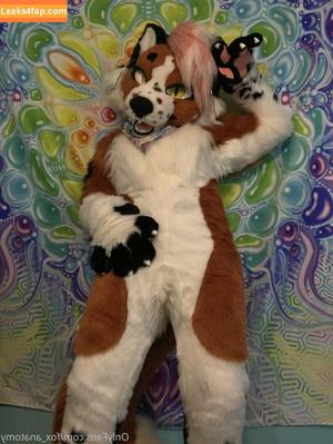 fox_anatomy photo #0217