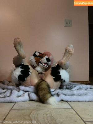 fox_anatomy photo #0218