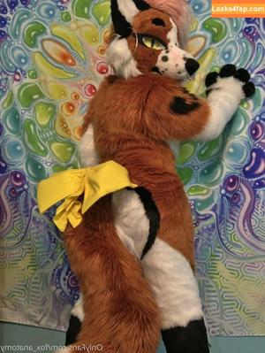 fox_anatomy photo #0226