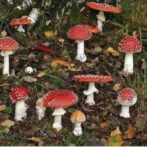 Frogonarock photo #0166