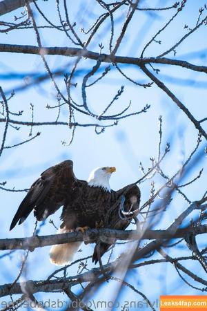 gobirdsbabefree photo #0005