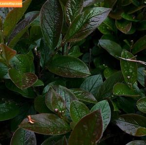 Michi Kyunn фото #0350