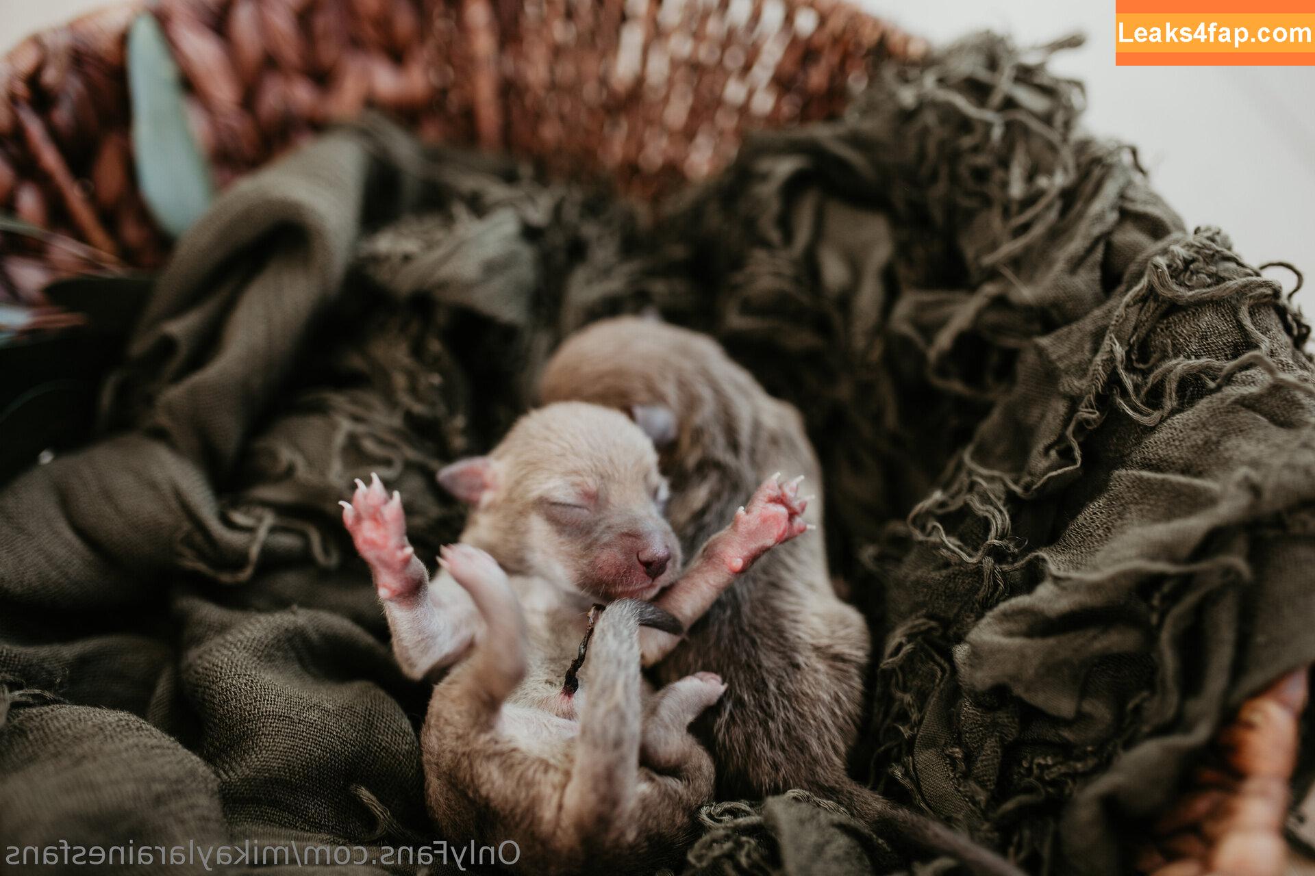mikaylarainesfans / saveafox_rescue leaked photo photo #0090