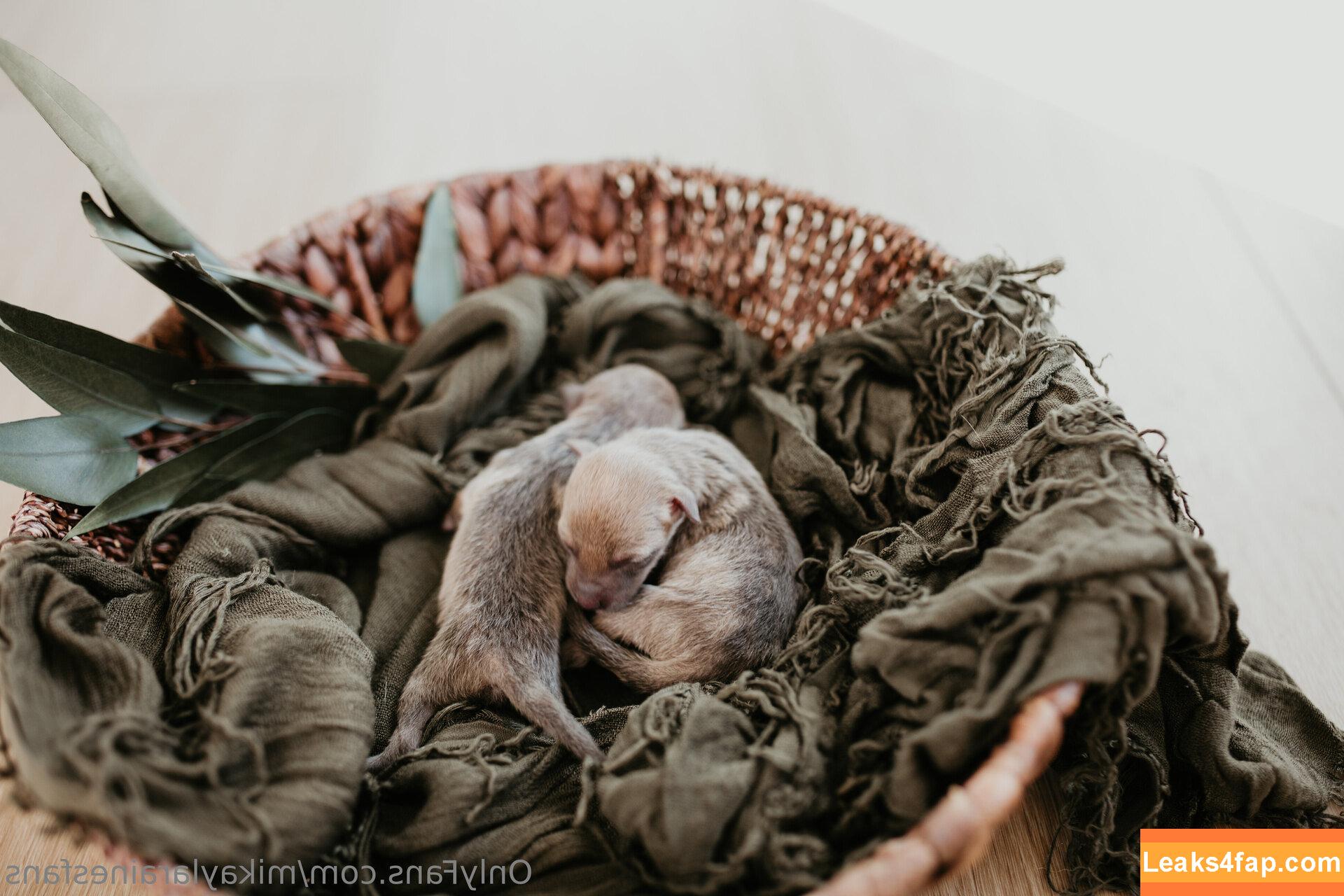mikaylarainesfans / saveafox_rescue leaked photo photo #0091