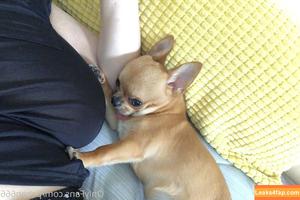 Pchan666 photo #0114