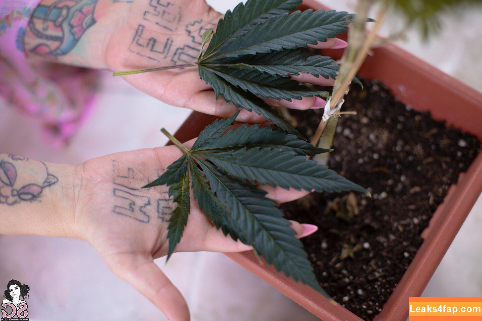 Pink Suicide / _Pink_sg / pinksuicide слитое фото фото #0146