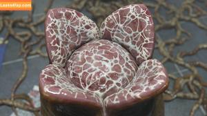 Resident Evil фото #1768