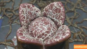 Resident Evil фото #1816