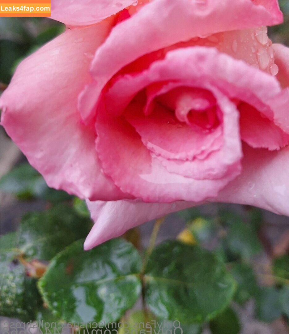 sensualenglishrose / _english.rose leaked photo photo #0014