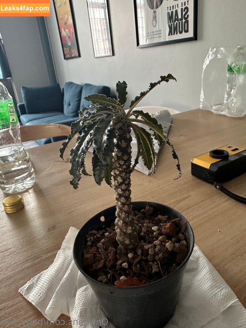 solazolafree / solazola_live слитое фото фото #0016