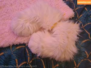 thatyellowkitty photo #0122