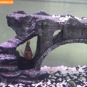 Tiffany Tyler фото #0125