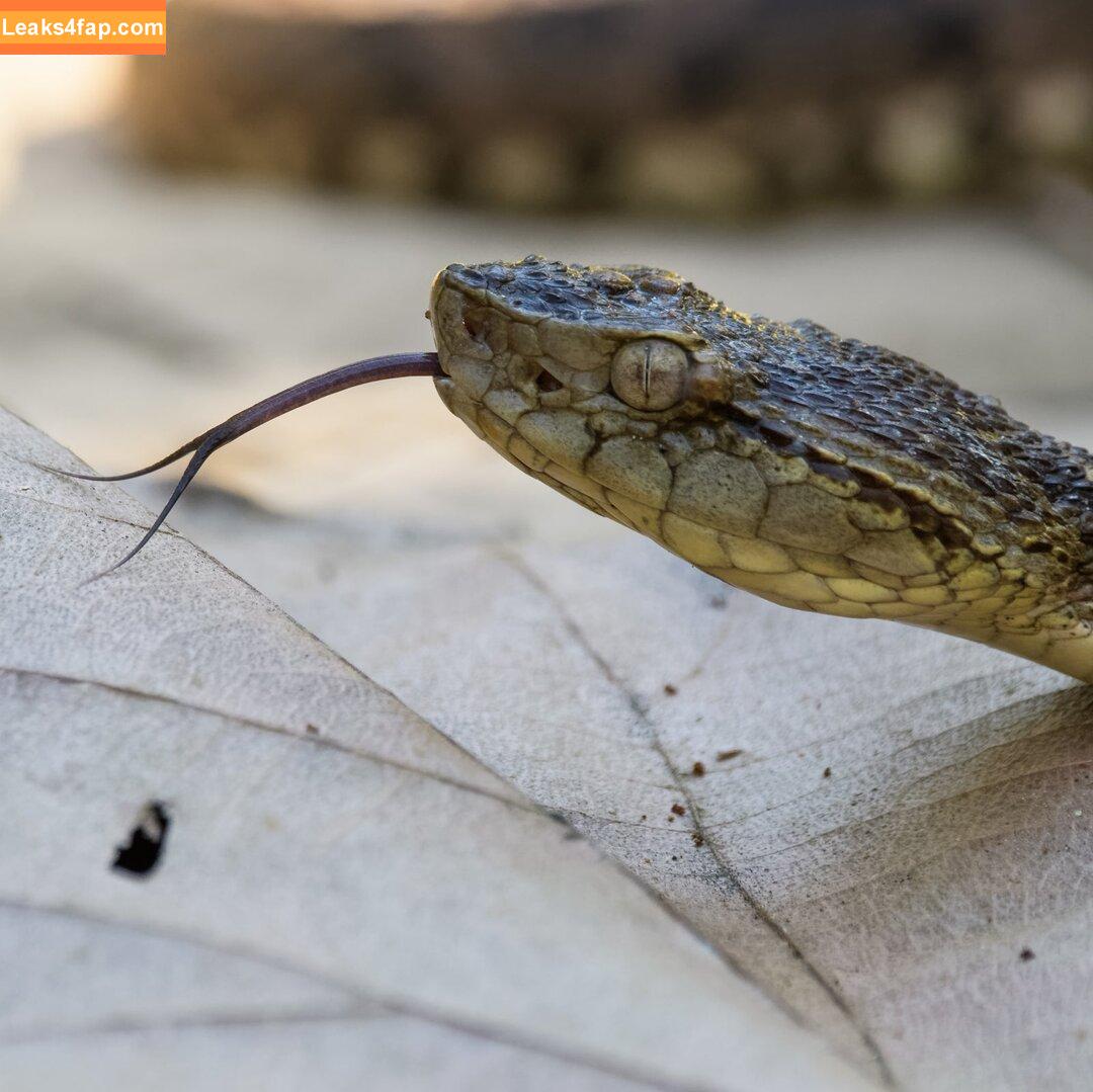 Venomous /  leaked photo photo #0015