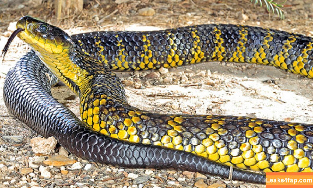 Venomous /  leaked photo photo #0016