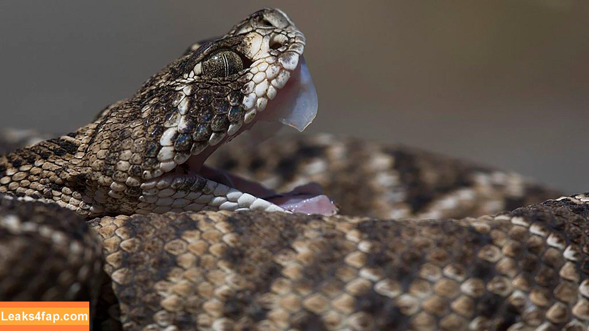 Venomous free nudes