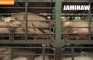 Wanimal Models photo #0650