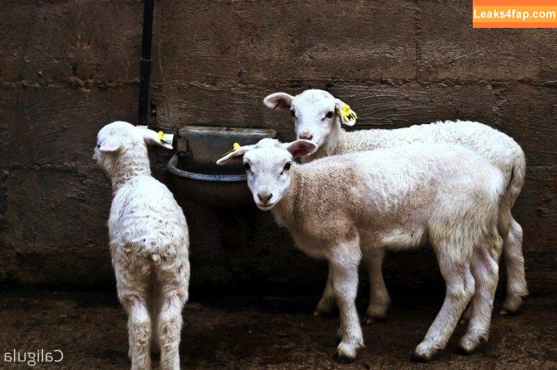 xxxcaligulaxxx / CaligulaMalanga / aka pussycat-moz / caligula_wouldhave_blushed leaked photo photo #0055